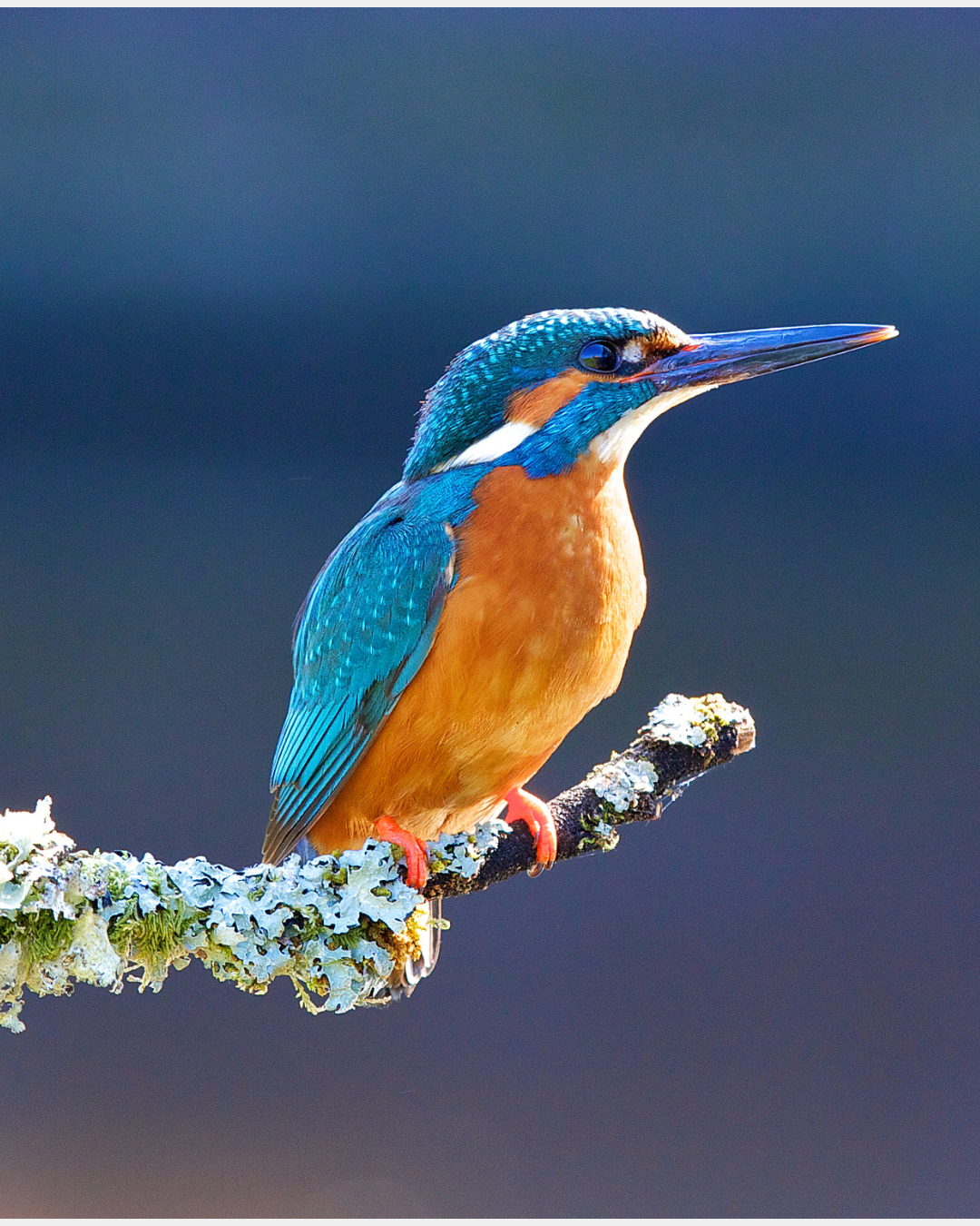 Eisvogel